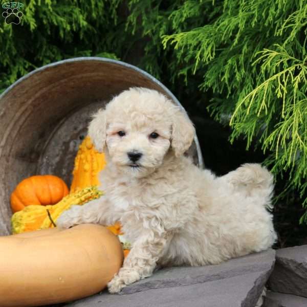 Joey, Bich-Poo Puppy