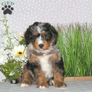 Joey, Mini Bernedoodle Puppy