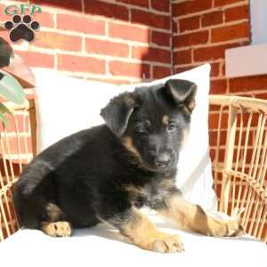 Joey, German Shepherd Puppy