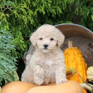 Joey, Bich-Poo Puppy