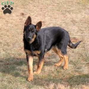 Joey, German Shepherd Puppy
