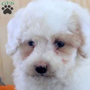 Joey, Mini Bernedoodle Puppy