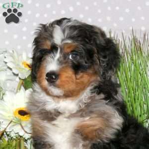 Joey, Mini Bernedoodle Puppy