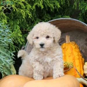Joey, Bich-Poo Puppy