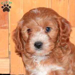 Joey, Cavapoo Puppy