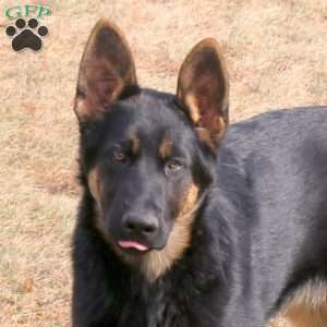 Joey, German Shepherd Puppy