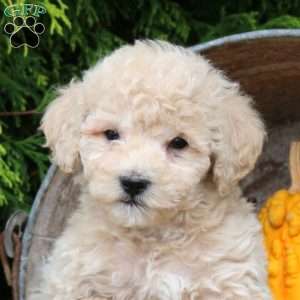 Joey, Bich-Poo Puppy