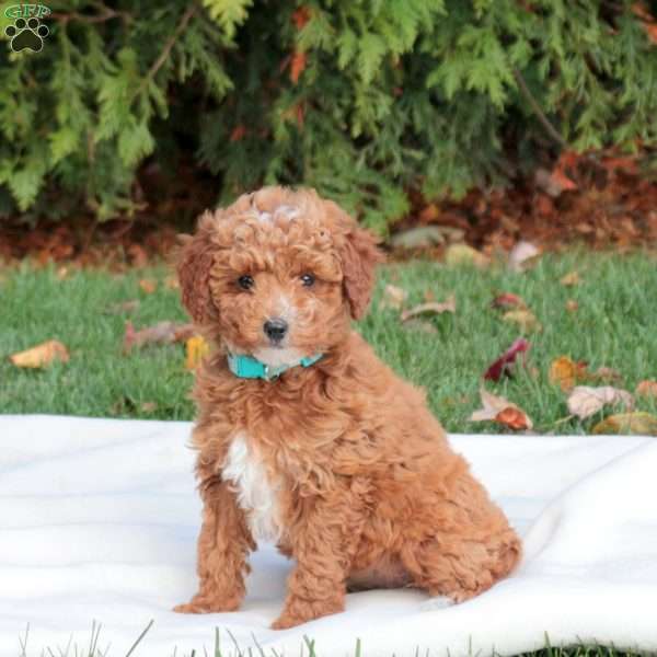 Jolly, Mini Labradoodle Puppy