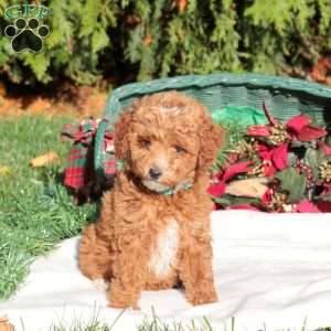 Jolly, Mini Labradoodle Puppy