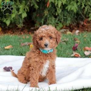 Jolly, Mini Labradoodle Puppy