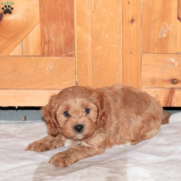 Jordan, Cavapoo Puppy