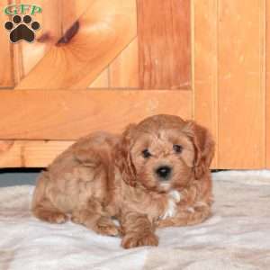 Jordan, Cavapoo Puppy