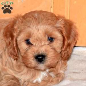 Jordan, Cavapoo Puppy