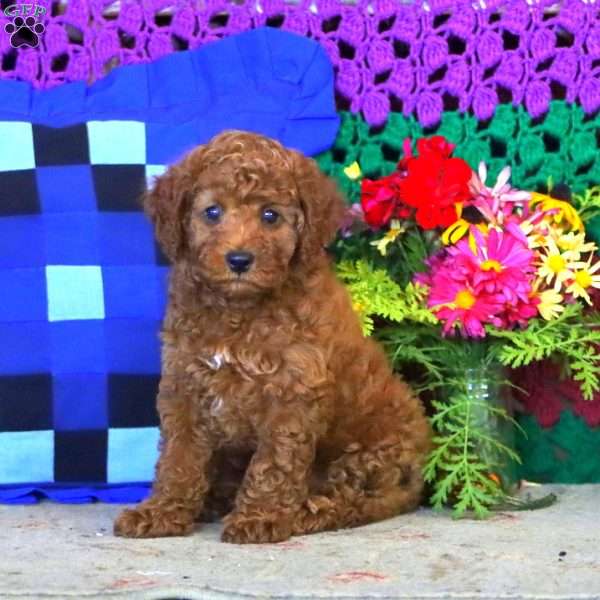 Josh, Miniature Poodle Puppy