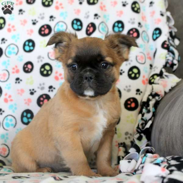 Josie, French Bulldog Puppy