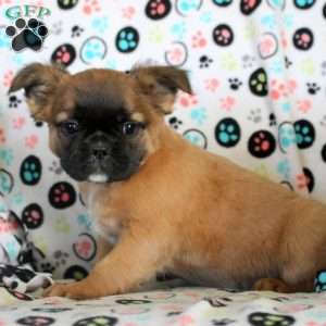 Josie, French Bulldog Puppy