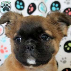 Josie, French Bulldog Puppy