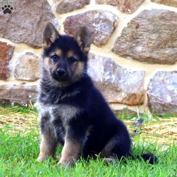 Josie, German Shepherd Puppy
