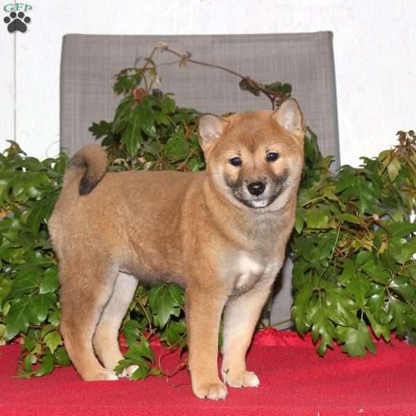 Joy, Shiba Inu Puppy