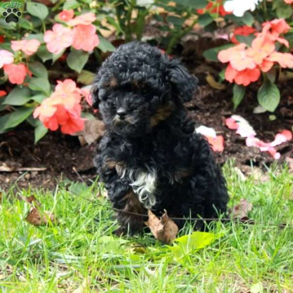 Joy, Havapoo Puppy