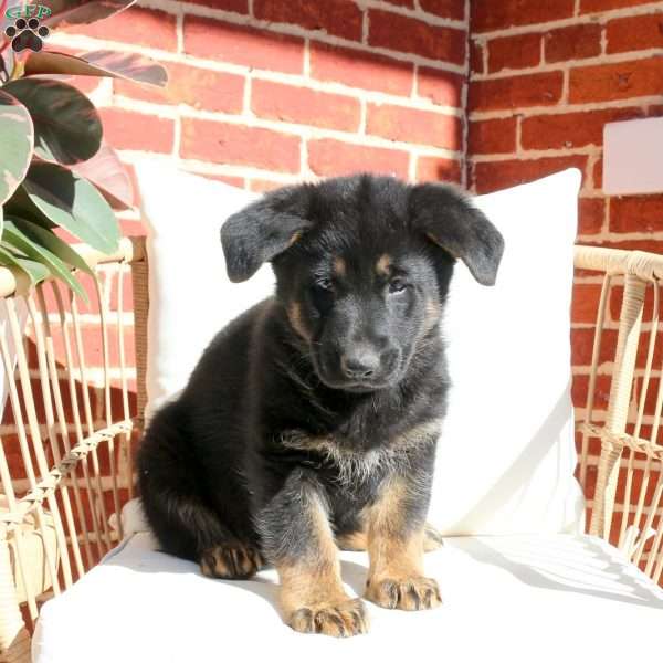 Joy, German Shepherd Puppy