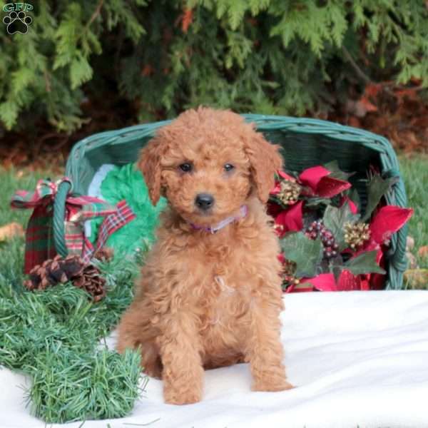 Joy, Mini Labradoodle Puppy
