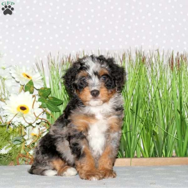 Joy, Mini Bernedoodle Puppy