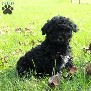 Joy, Havapoo Puppy