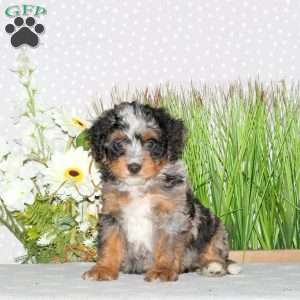 Joy, Mini Bernedoodle Puppy