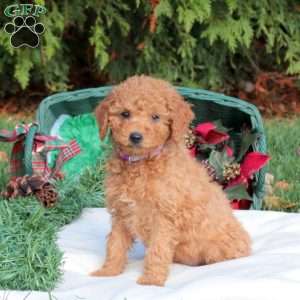 Joy, Mini Labradoodle Puppy