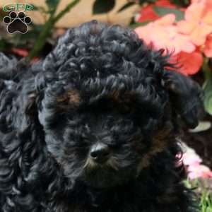 Joy, Havapoo Puppy