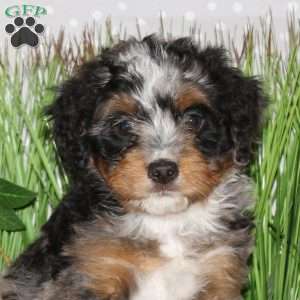 Joy, Mini Bernedoodle Puppy
