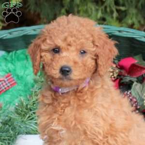 Joy, Mini Labradoodle Puppy
