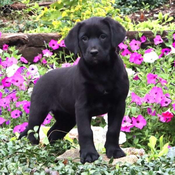 Joy, Labrador Mix Puppy