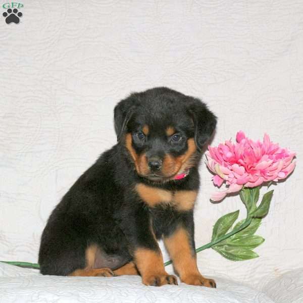 Jubilee, Rottweiler Puppy