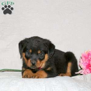 Jubilee, Rottweiler Puppy