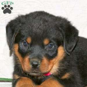 Jubilee, Rottweiler Puppy