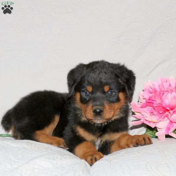 Judah, Rottweiler Puppy
