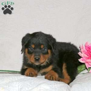 Judah, Rottweiler Puppy
