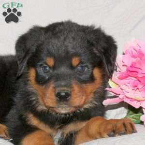 Judah, Rottweiler Puppy