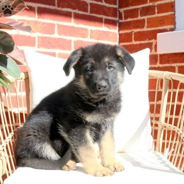 Jude, German Shepherd Puppy
