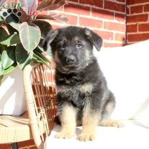 Jude, German Shepherd Puppy