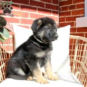 Jude, German Shepherd Puppy