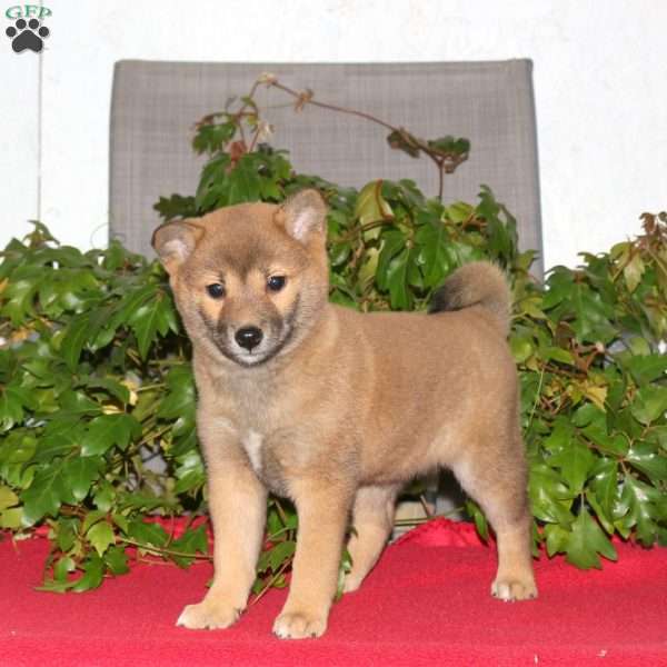 Judy, Shiba Inu Puppy