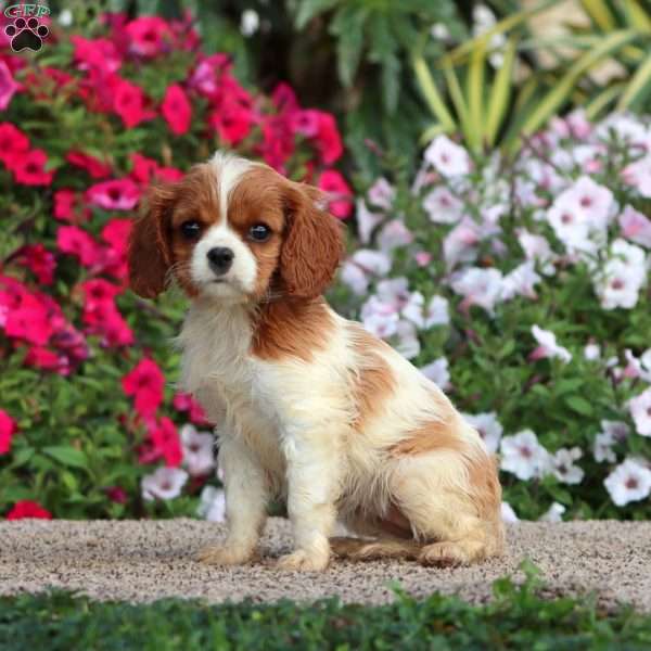 Julia, Cavalier King Charles Spaniel Puppy