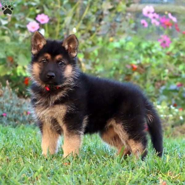 Julie, German Shepherd Puppy
