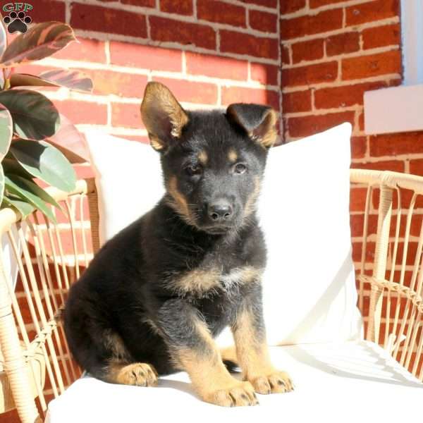 Jumper, German Shepherd Puppy