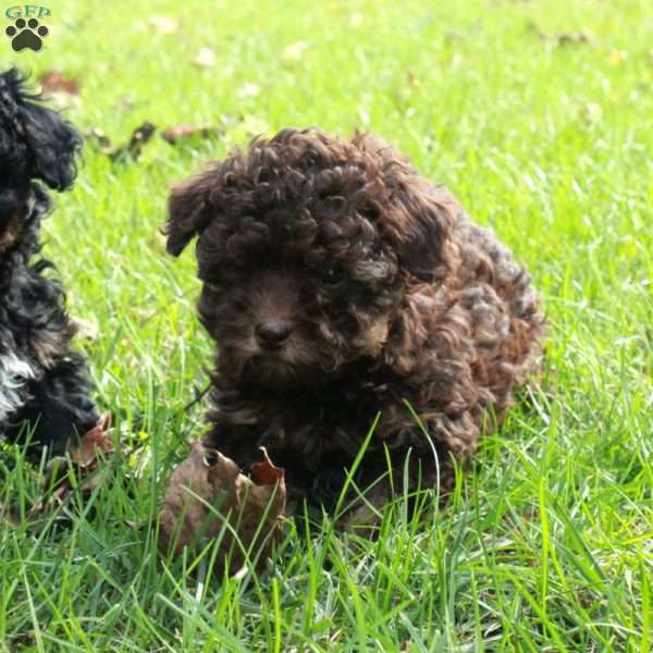 Jumper, Havapoo Puppy