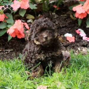 Jumper, Havapoo Puppy