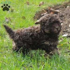 Jumper, Havapoo Puppy